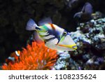 Coral Fish White Banded...