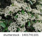 Small photo of White blossoms of nannyberry, also called sheepberry or sweet viburnum (Viburnum lentago)
