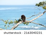 Adult Red Headed Vulture Having ...