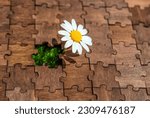 Small photo of Delicate daisy in full bloom, gracefully growing within an open slot of a wooden puzzle, illustrating the beauty of nature's resilience and the power of finding one's place.