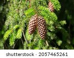 Close-up of two fir cones hanging on the branches of a conifer tree.