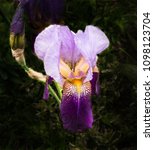 Beautiful Bearded Iris