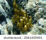 Small photo of Yellow Tube Sponge or Golden Sponge, Aureate sponge (Aplysina aerophoba) undersea, Aegean Sea, Greece, Halkidiki