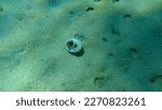 Small photo of Seashell of sea snail Josephine's moonsnail (Neverita josephinia) on sea bottom, Aegean Sea, Greece, Halkidiki