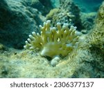 Small photo of Net fire coral or ramified fire coral (Millepora dichotoma) undersea, Red Sea, Egypt, Sharm El Sheikh, Nabq Bay