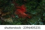 Small photo of Calcareous tubeworm or fan worm, plume worm or red tube worm (Serpula vermicularis) undersea, Aegean Sea, Greece, Halkidiki