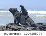 Black Iguanas On The Beach Of...