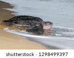 Adult Female Leatherback Sea...