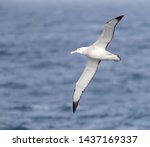 Small photo of Antipodean albatross (Diomedea antipodensis) flying over the New Zealand subantarctic Pacific Ocean. Adult seen from the side, showing under wings.