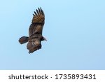 Turkey Vulture  Cathartes Aura  ...
