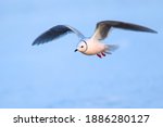 Small photo of Adult Ross's Gull (Rhodostethia rosea) in breeding plumage flying over the arctic tundra near Barrow in northern Alaska, United States.