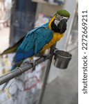 Macaws Are Typically Large ...