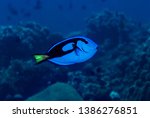Blue Surgeonfish Paracanthurus hepatus Dory Finding Nemo