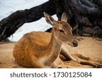 Small photo of Bali, Indonesia - August 16: Close-up of a deer resting on the beach at NusaBay Menjangan by WHM