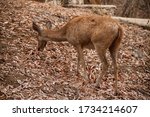 Small photo of Deer looking for something to eat in the woods at NusaBay Menjangan by WHM in Bali