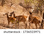 Small photo of A group of Javan rusa deer (Rusa timorensis) in the forest at NusaBay Menjangan by WHM in Bali