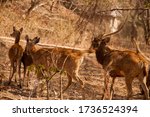 Small photo of Bali, Indonesia - August 16, 2019: A group of Javan rusa deer (Rusa timorensis) walking around the woods at NusaBay Menjangan by WHM