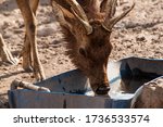 Small photo of Bali, Indonesia - August 16, 2019: Male javan rusa deer (Rusa timorensis) drinking water at NusaBay Menjangan by WHM