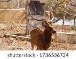 Small photo of Bali, Indonesia - August 16, 2019: A male Javan rusa deer (Rusa timorensis) roaming free in the woods at NusaBay Menjangan by WHM