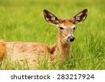 White Tailed Deer Lying In The...