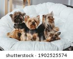 Four cute  Yorkshire Terrier on miniature couch sofa. Front view 