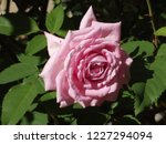 Small photo of Large belinda's dream pink rose bloom