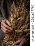Small photo of Holding a wheat sheaf with both hands, linen shirt background. Late summer wheat cereal harvest. Wheat ears isolated. Rye sheaf. Agriculture and farming.