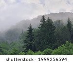 Fog over a coniferous forest in the Romanian Carpathians. Foggy landscape after a summer rain in the mountains.