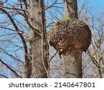 Small photo of Giant tree burl caused by a parasitoid bacteria. A cancer looking outgrowth