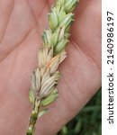Small photo of Typical fusarium head blight (FBH) symptom on a wheat spike.