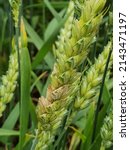 Small photo of Typical fusarium head blight (FBH) symptom on a wheat spike. Selective focus.