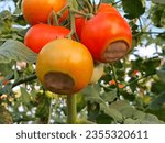 Small photo of Tomato fruits affected by blossom end rot. This physiological disorder in tomato, caused by calcium deficiency, looks like watering and rotting spot forming under the fruit.