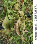 Small photo of Diseases Of Tomato, late blight. Manifestations of late blight on tomato leaves. Fungal disease of tomatoes - Phytophthora infestans