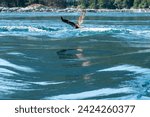 Small photo of A young bald eagle flies above the beautiful blue Arran rapids, calm yet deadly, mirror reflection and yet turbid waters