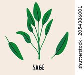 Sage Branch And Leaves. Herb...