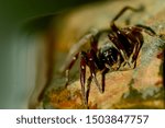 Small photo of A close-up photo of a White-tailed spider (Lampona cylindrata). They are vagrant hunters that seek out and envenom prey rather than spinning a web to capture it; their preferred prey is other spiders.