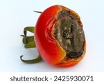 Small photo of Tomato fruit affected by Blackened Fruit End - due to blossom end rot, which signals a calcium deficiency. Uneven watering practices, nitrogen, and temperature fluctuations are contributing factors.