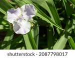 Small photo of Inflorescence of garden hybrid Tradescantia of light blue color is a godsend for landscape design. Decorative herbaceous perennial.