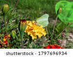 A Yellow Green Butterfly Feeds...