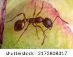 Small photo of red ant, Solenopsis invicta, Red imported fire ant, RIFA, is one of the world's most dangerous invasive ant species with a strong sting and venom.