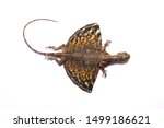 Small photo of dead body of draco volans common flying lizard
