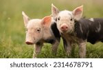Two cutie and funny young pig...