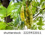 Small photo of Bright green leaves and seed pods of Honey Locust (Gleditsia Triacanthos) bush in the botanic garden in summer close up