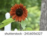 Small photo of Claret sunflower blooming in front of a lush green garden backdrop and a white picket fence post