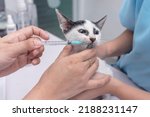 Small photo of A veterinarian uses an oral syringe to administer liquid dewormer to a kitten. Deworming service at a veterinary clinic.