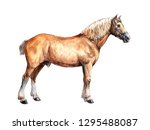 Draft Horse Illustration. Horse ...