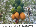 The papaya tree has ripe and unripe fruit on it.