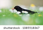 Blackbird  Turdus Merula