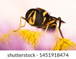 Hover Fly, Hover-Fly, Fly, Syrphidae