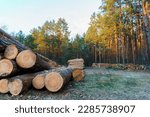 Freshly cut tree logs are stacked in the forest during sunset. Pine logs before loading=
